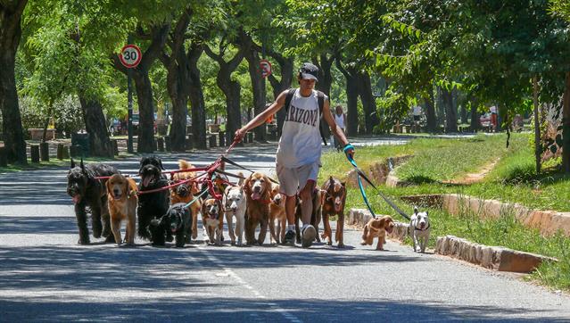 Lustiges Bild mit "Dog-Sitting" in Buenos Aires, Argentinien. Hunde fremder Herren Spazierenführen, damit verdienen sich Studenten einen Teil Ihres Studiums ...
